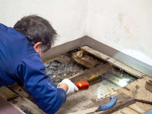 Best Insurance-Related Mold Remediation in Woodland, CA