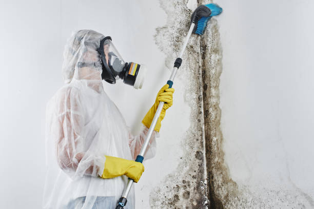 Best DIY Mold Remediation Support Services in Woodland, CA