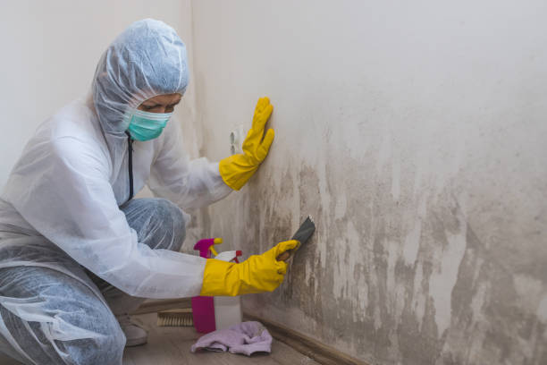 Best Kitchen Mold Remediation in Woodland, CA