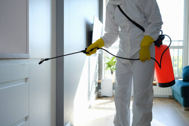 Best Black Mold Remediation in Woodland, CA