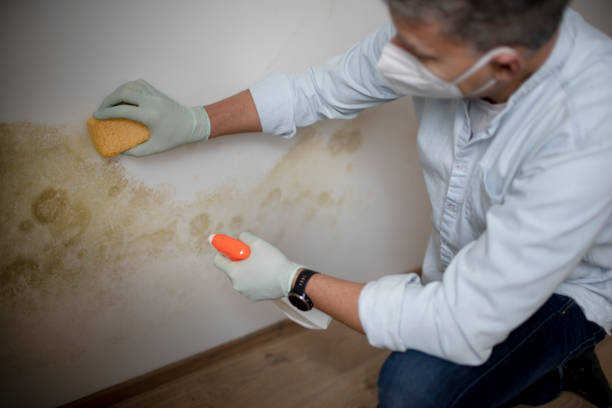 Best Emergency Mold Remediation in Woodland, CA