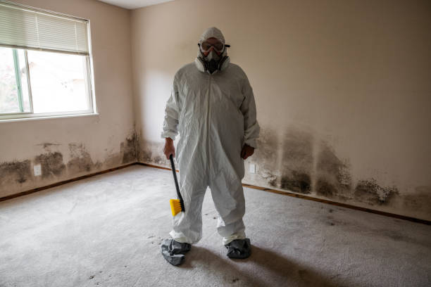 Best Emergency Mold Remediation in Woodland, CA