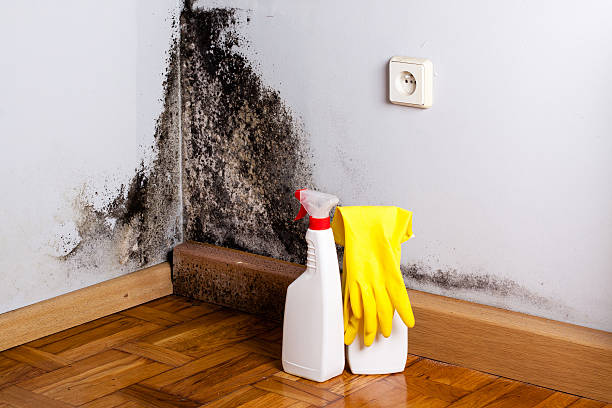 Best Residential Mold Remediation in Woodland, CA