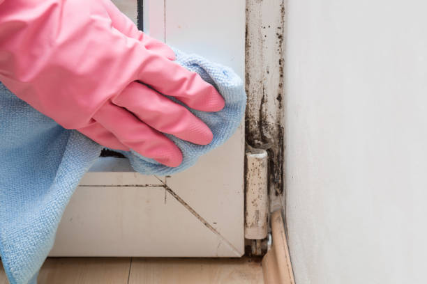 Woodland, CA Mold Remediation Company